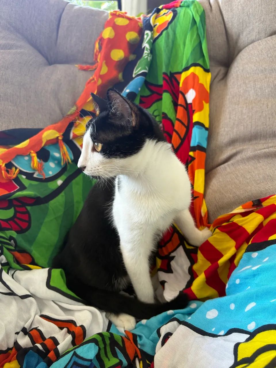 Disponivel para adoção - 2 gatos sendo 1 macho e 1 fêmea - Foto 2