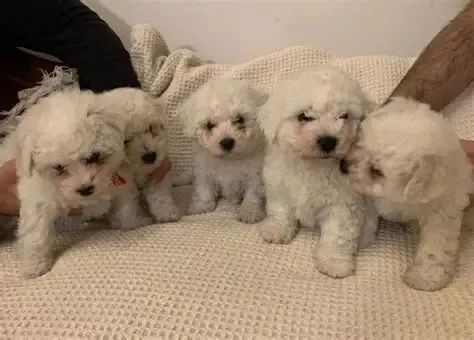 poodle 