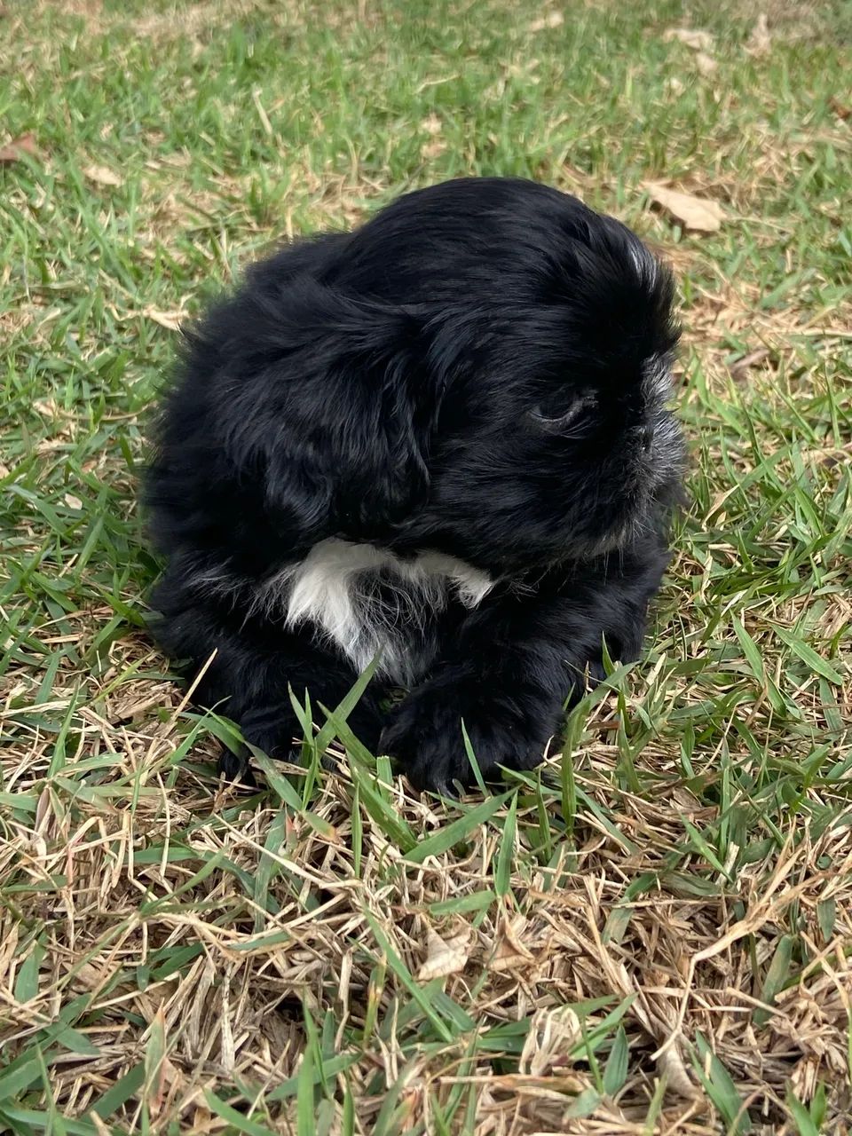 FILHOTE SHIHTZU MACHO  - Foto 2