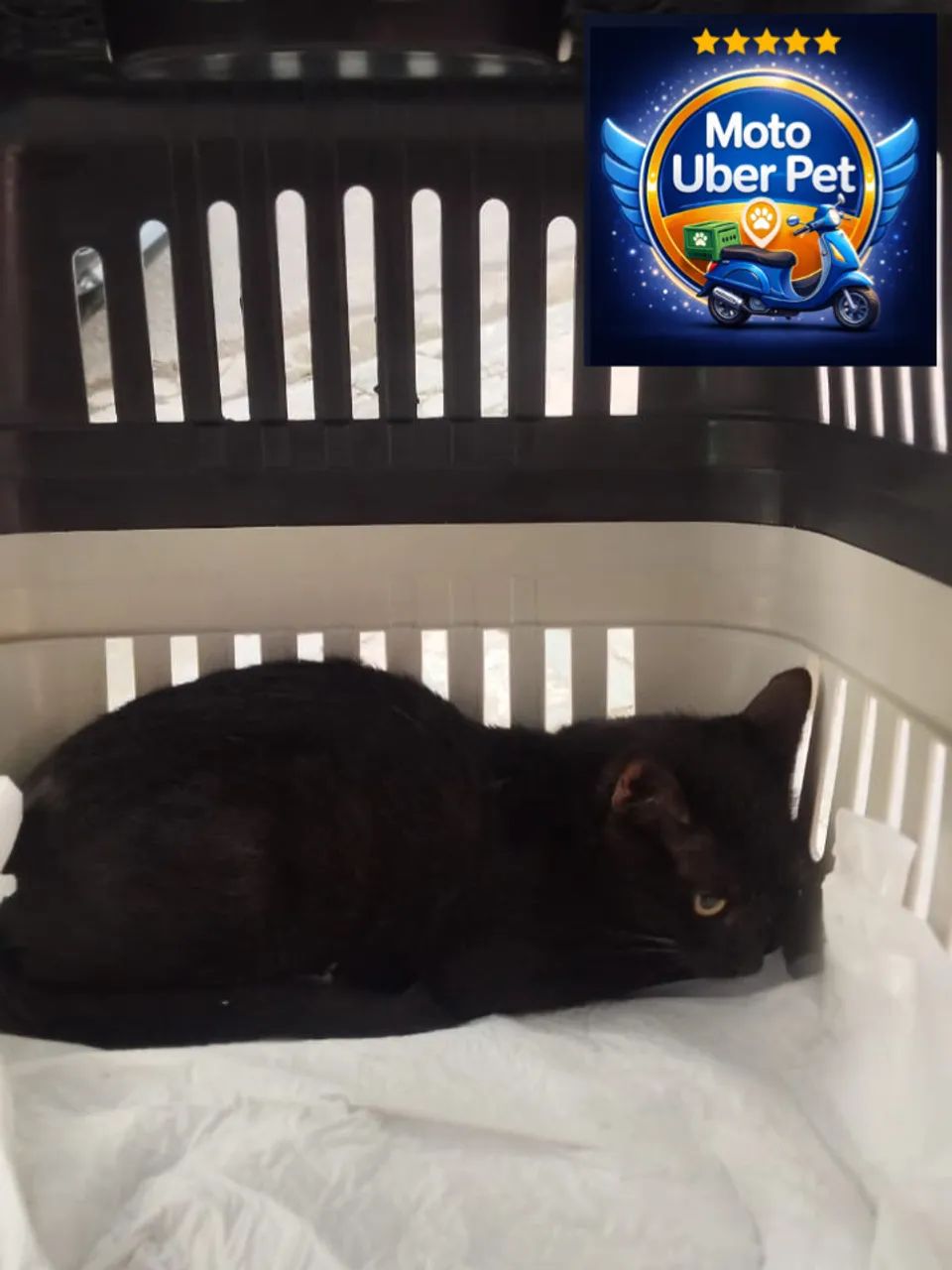 TRANSPORTE PET ? - Foto 3