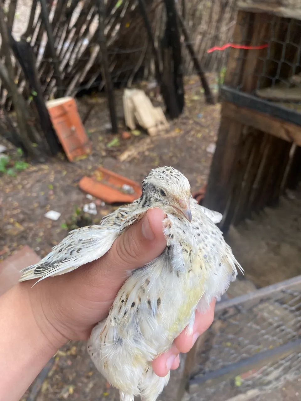 Casal de codorna gigante - Foto 3