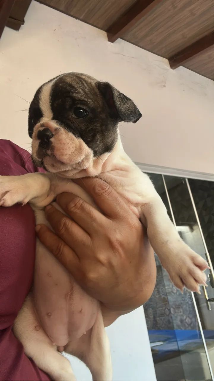 Cachorro  - Foto 3