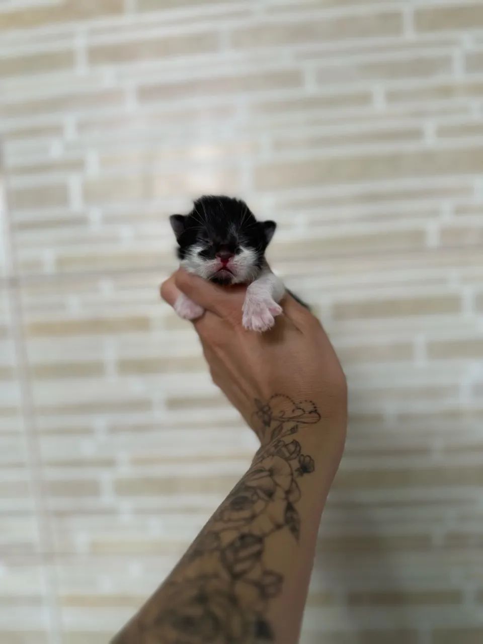 Gato para doação  - Foto 4