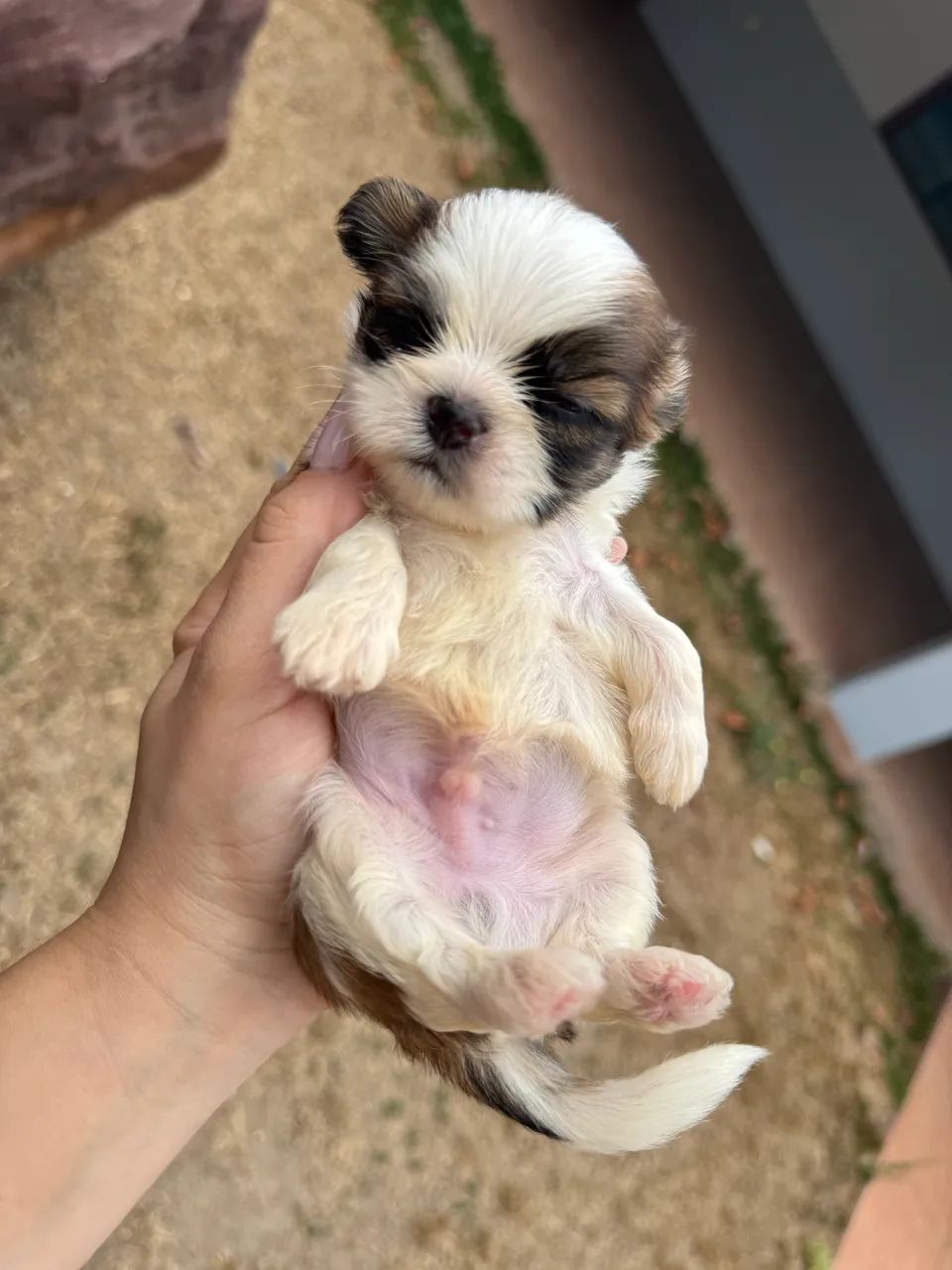 Macho Shih tzu 