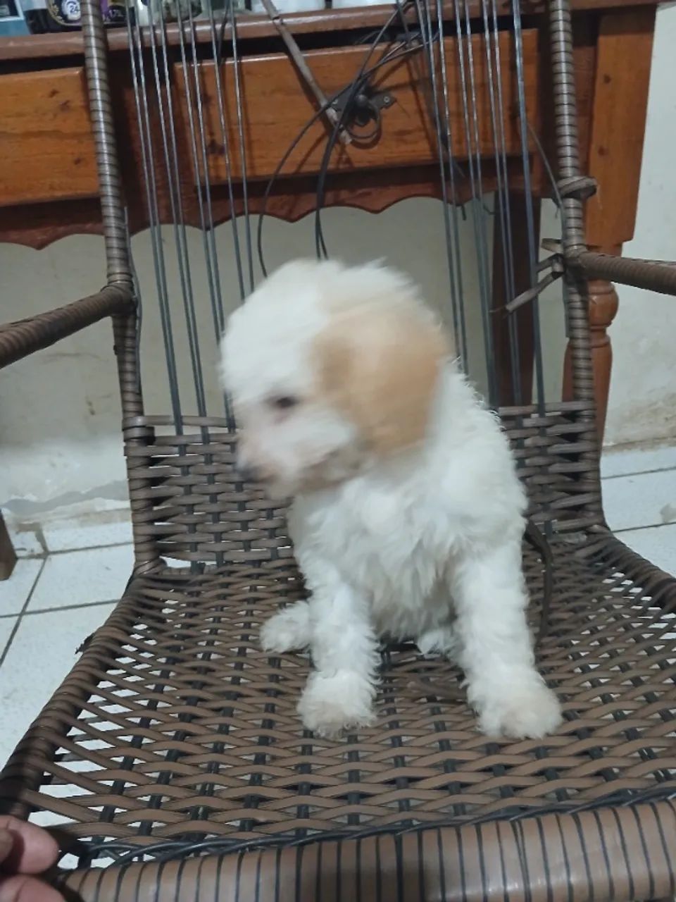 Animais de estimação  - Foto 5
