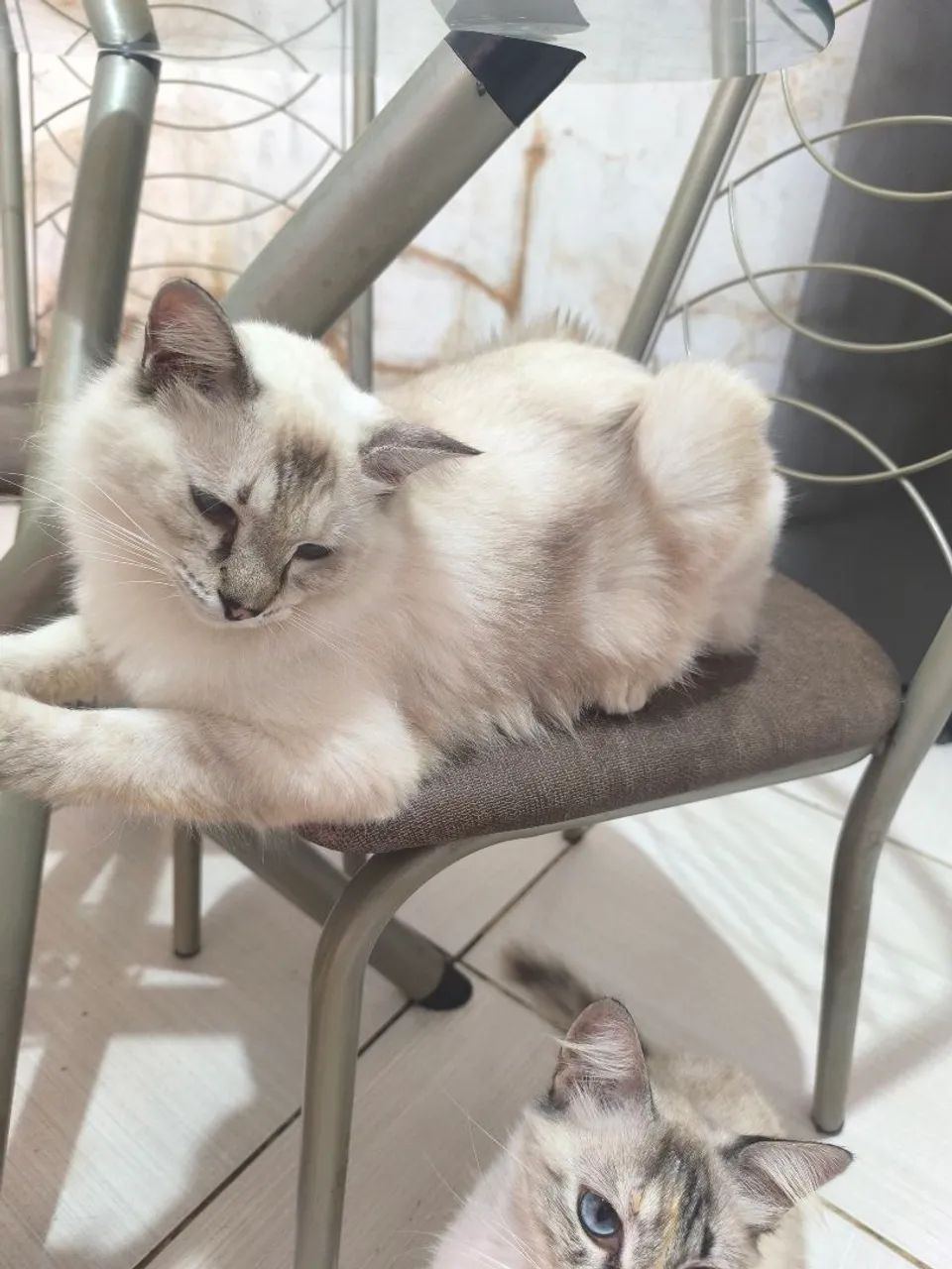 Doação de uma gatinha - Foto 3