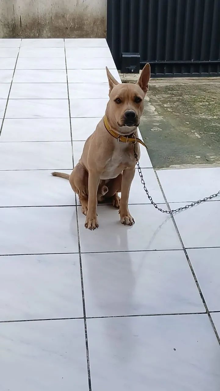 Pitbul 10 meses - Foto 3