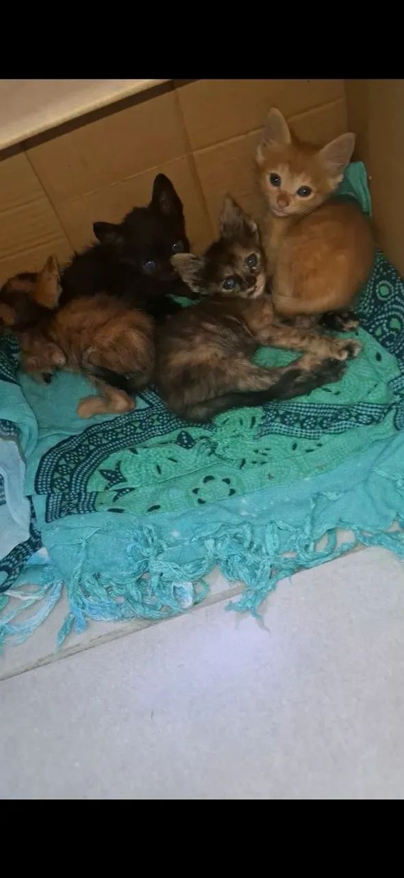 Gatos  - Foto 2