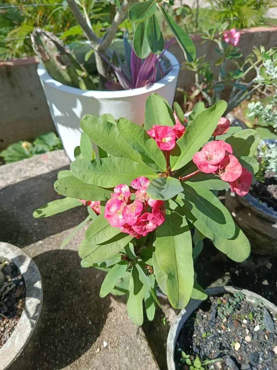 Plantas folhagens  - Foto 5