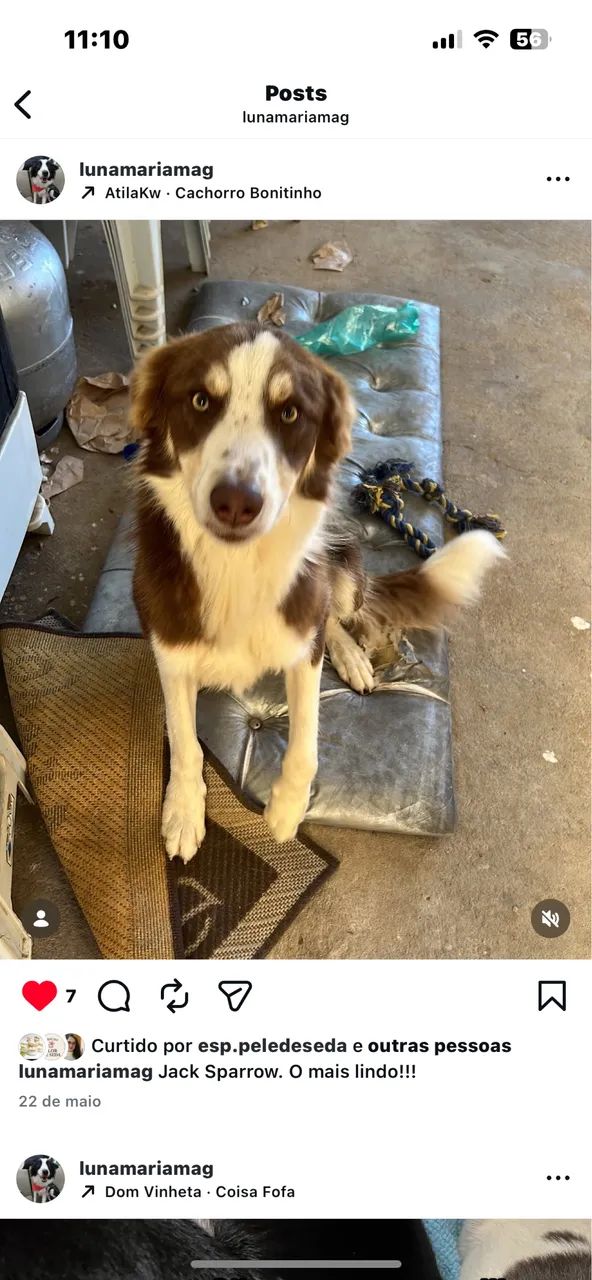 Filhotes Boder Collie - Foto 3