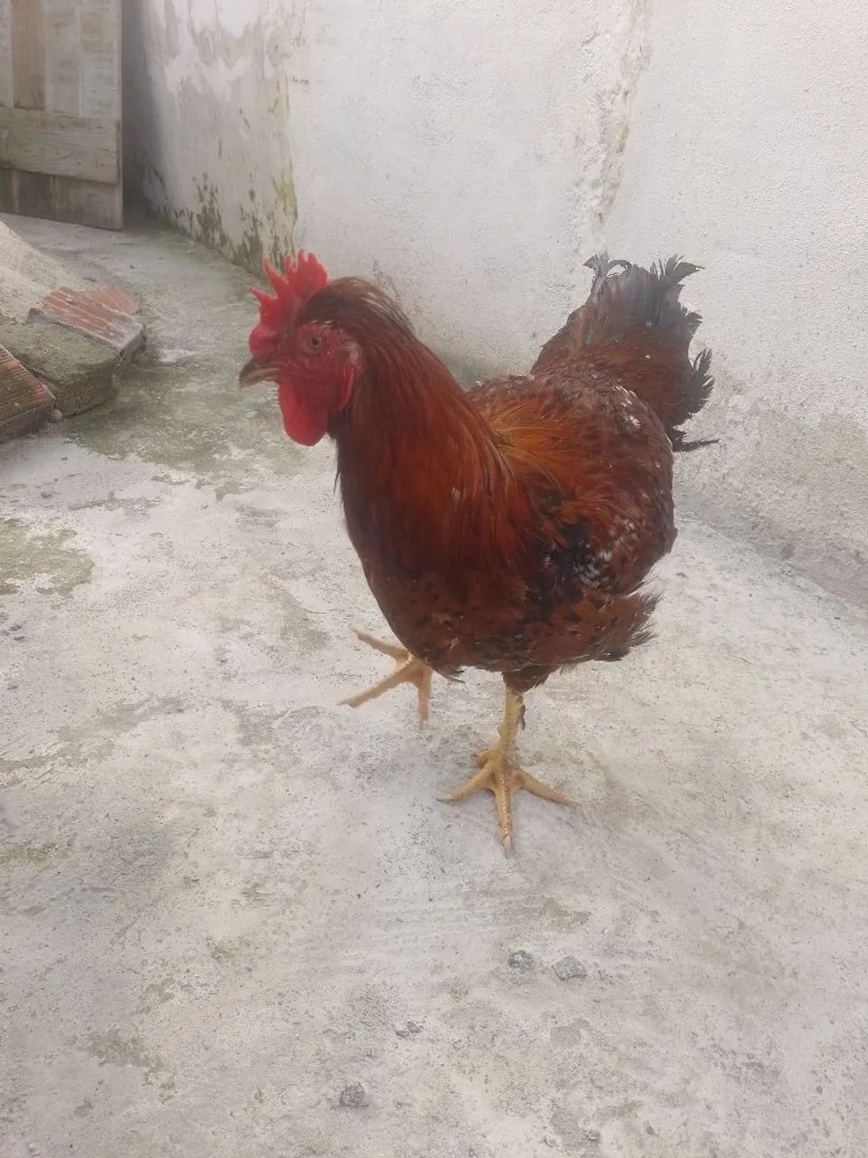 Vende-se um casal de gsb novos  - Foto 2