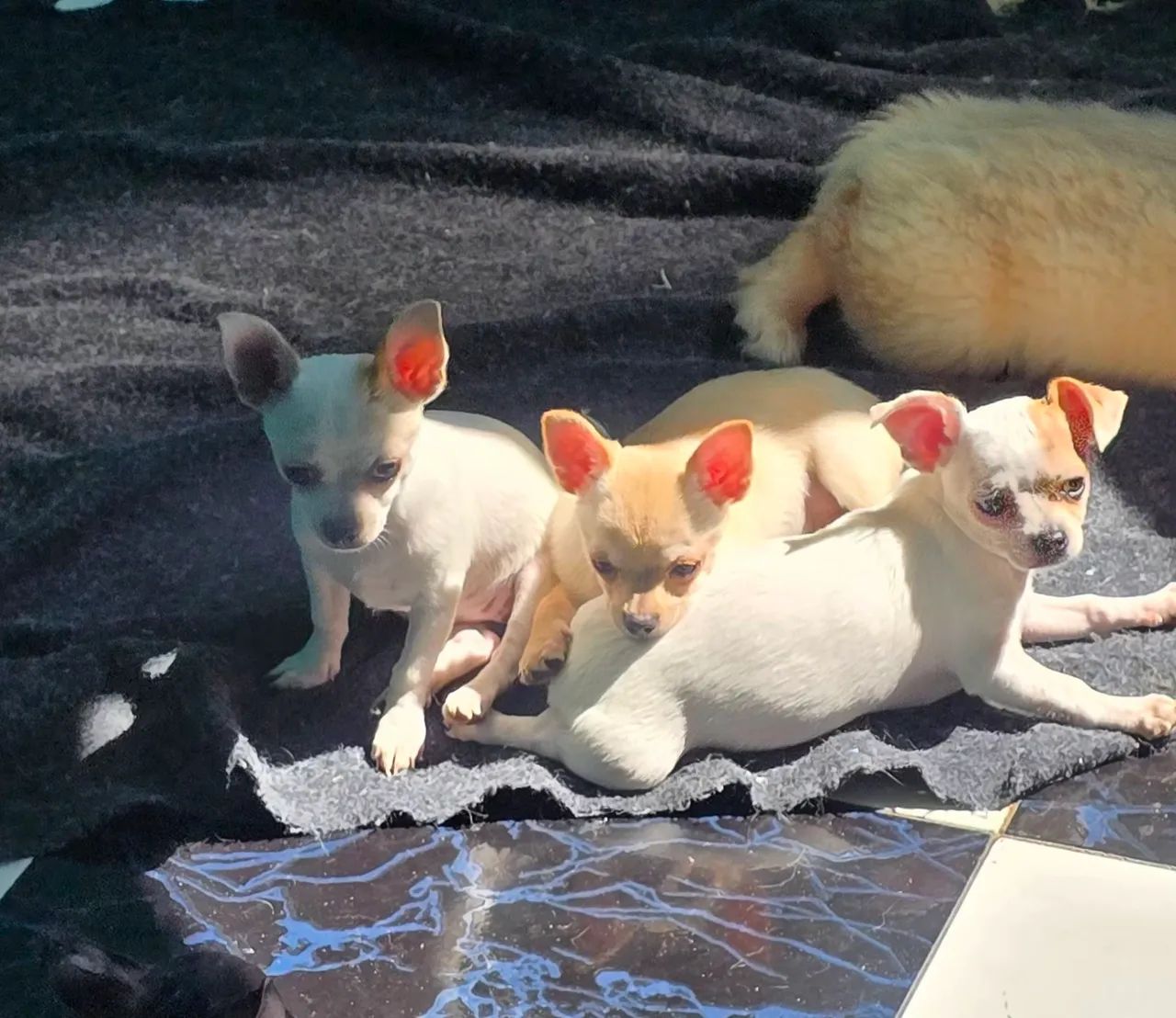 Chihuahua  - Foto 2