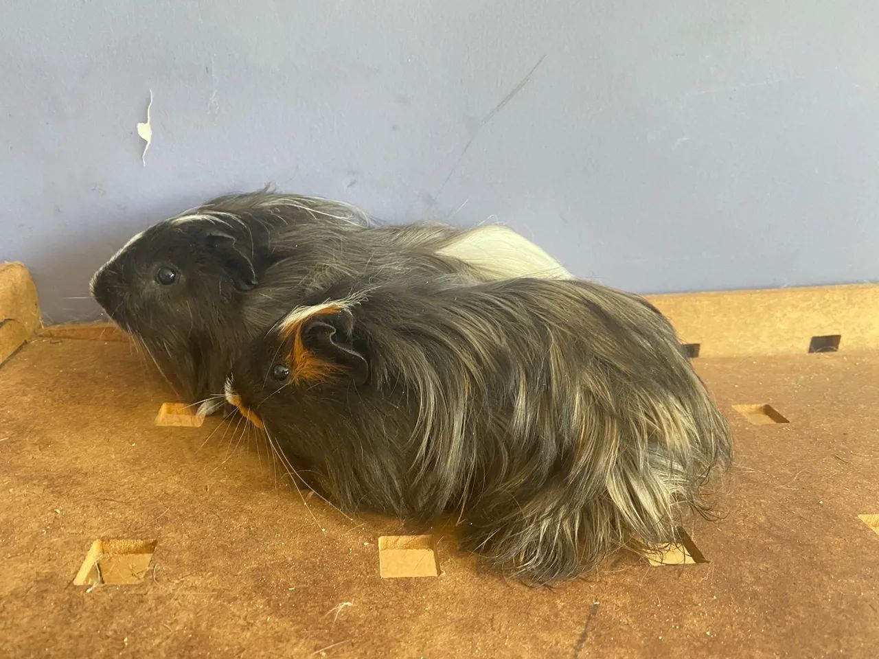 Porquinhos da india Sheltie filhotes disponiveís entregas Janu e Moc  - Foto 3