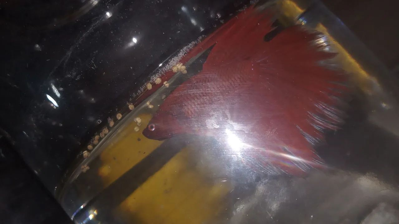 Aquários betta - Foto 4