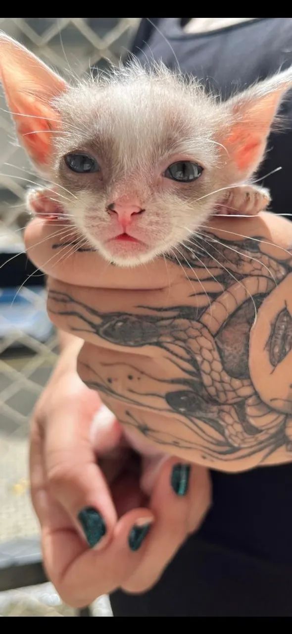 Doação de gatos - Foto 2