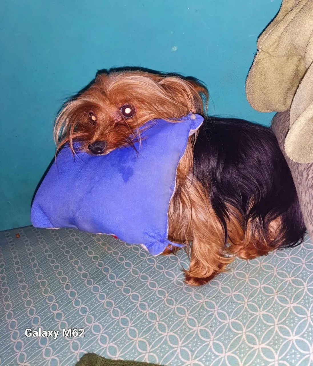 York shire machinho mini com 60 dias  - Foto 6