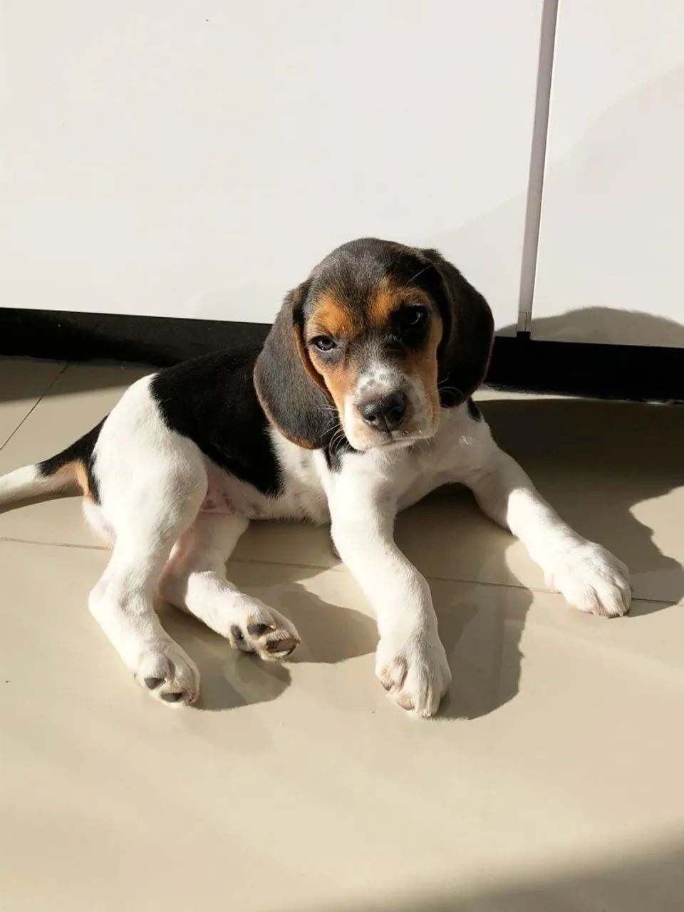 Lindos Filhotes de beagle  - Foto 4