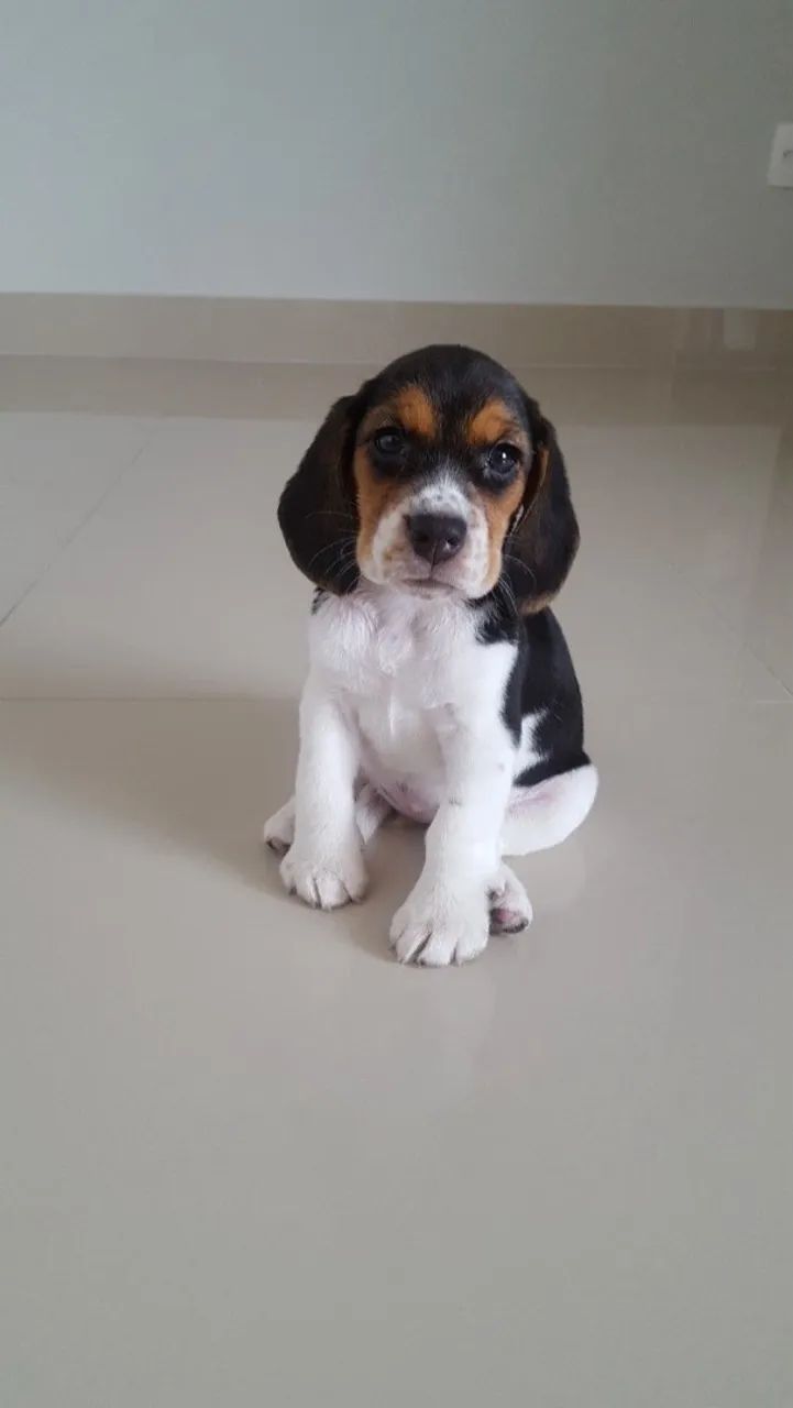 Lindos Filhotes de beagle  - Foto 3