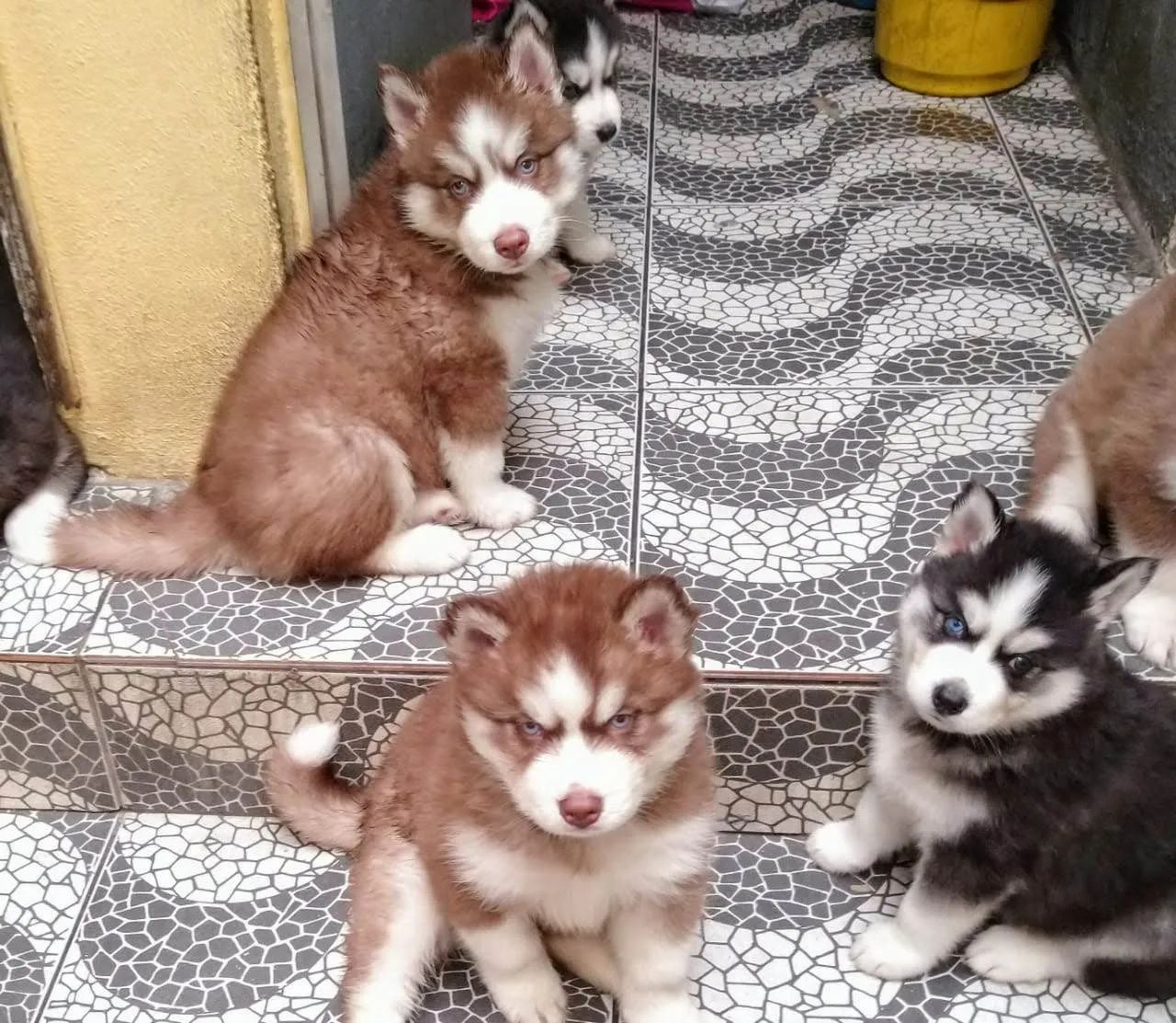 Husky Siberiano lindos - Foto 5