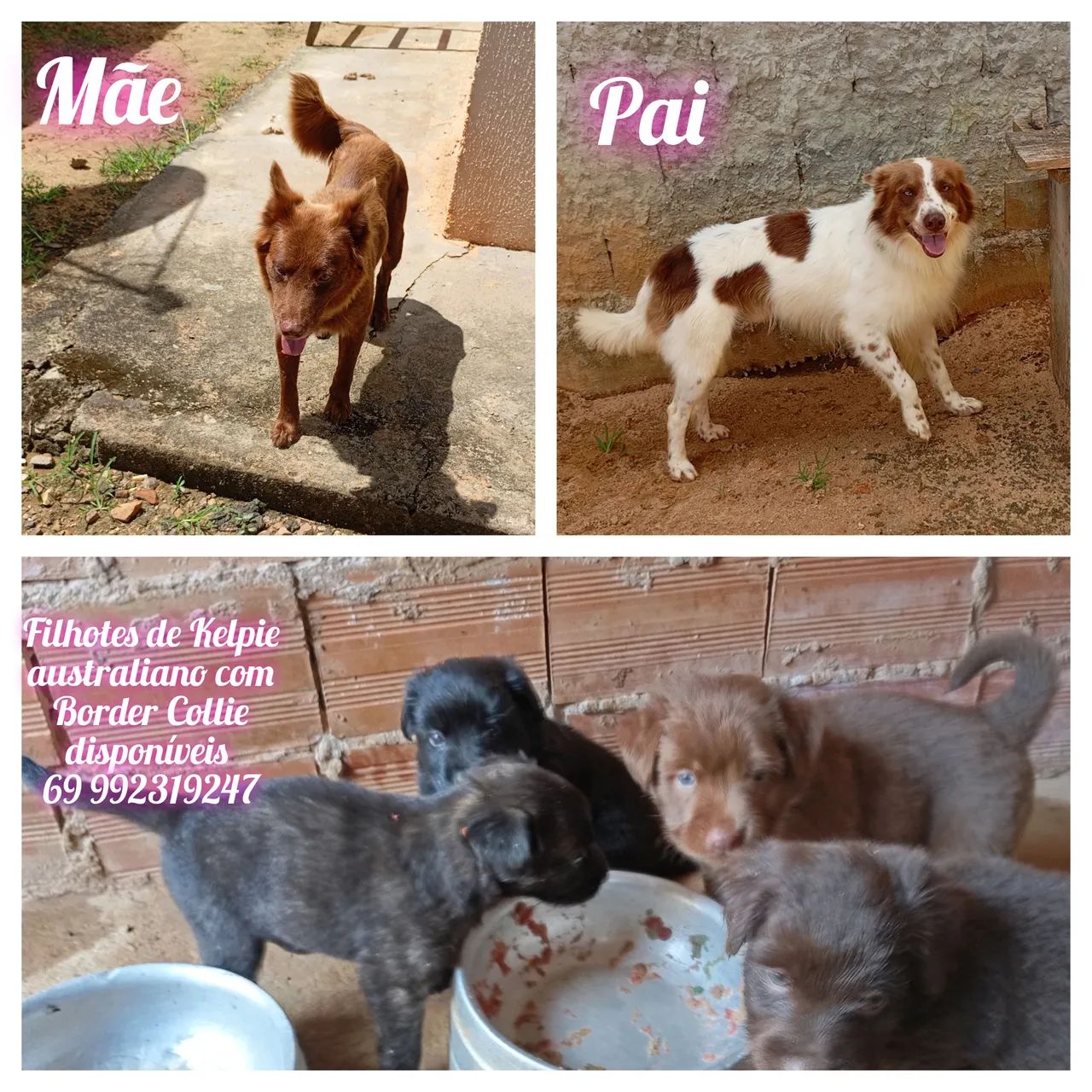 Kelpie Australiano com Border Collie 