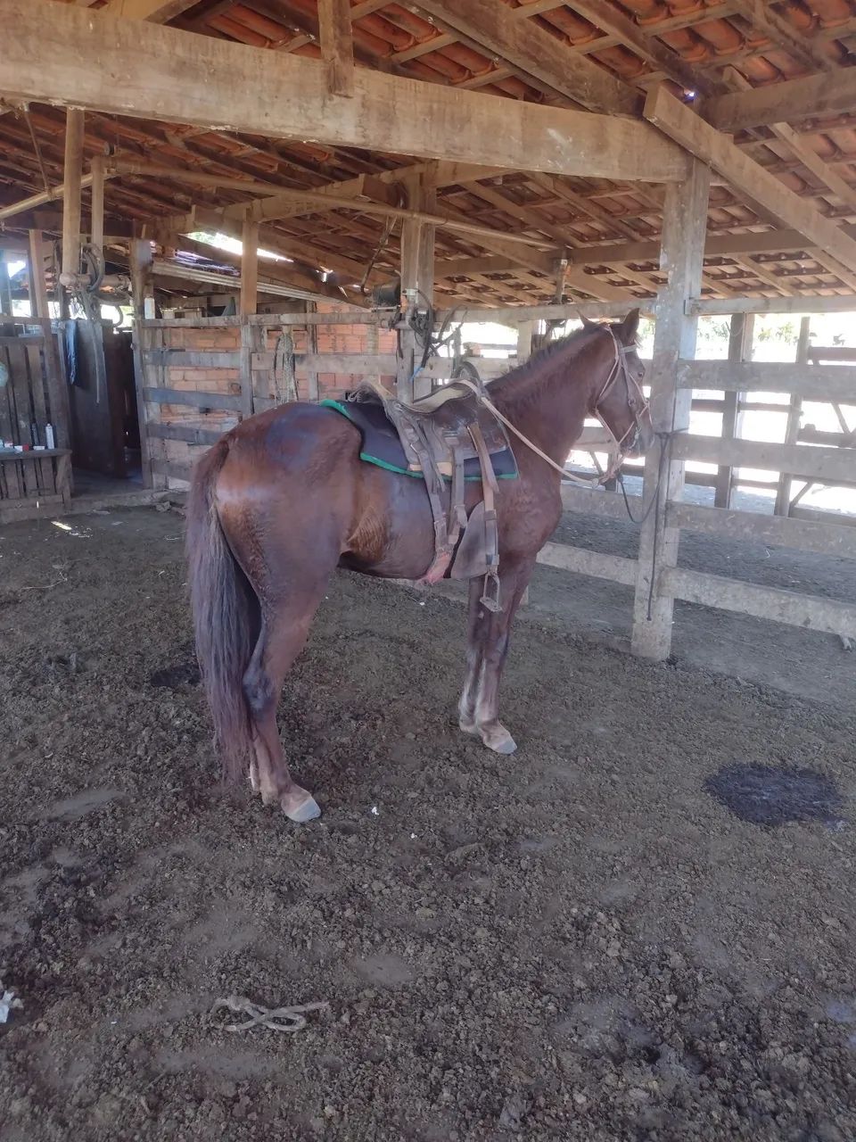Cavalo 