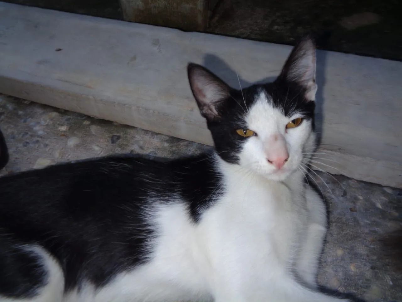 Adoção Responsável-Gatos filhotes