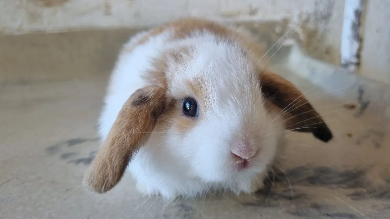Coelhos