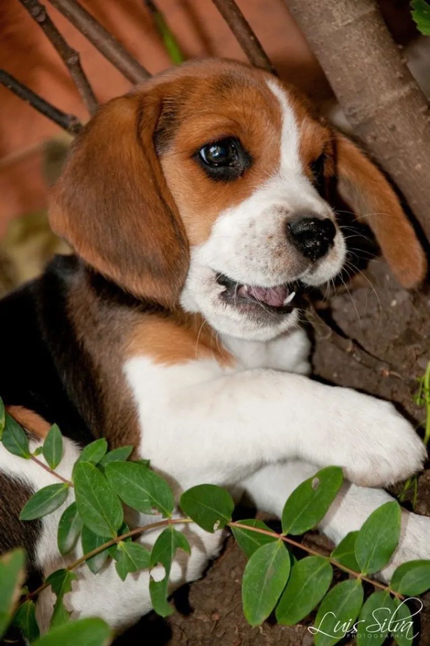 Beagle companheiro 