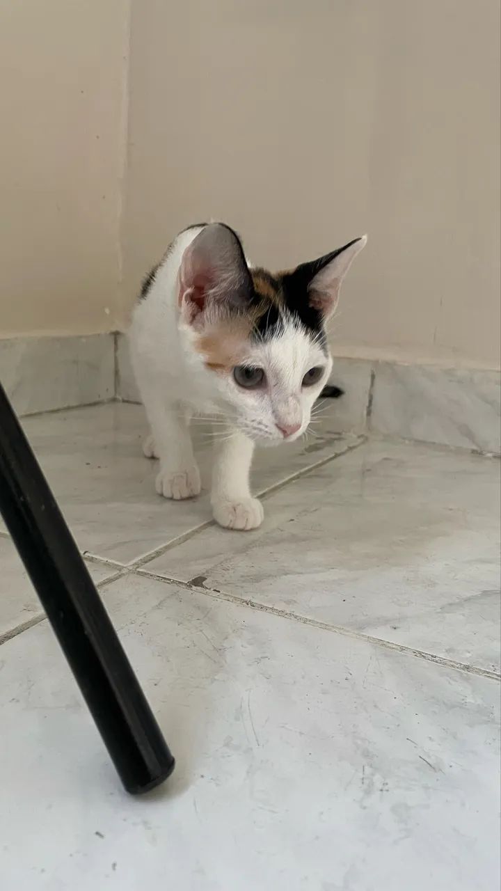 Gatinha fêmea 5 meses  - Foto 3