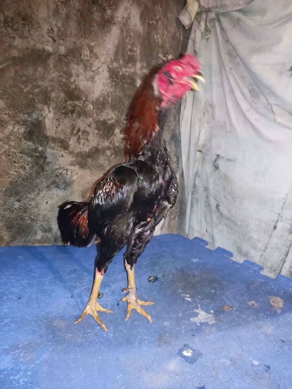 Mura - Foto 2