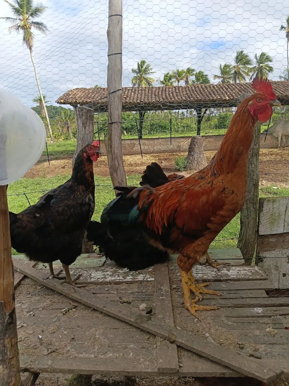 Galos e galinhas genética boa 