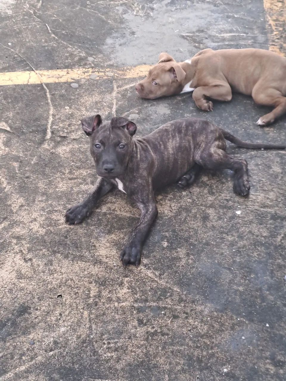 Pitbull filhote  - Foto 2