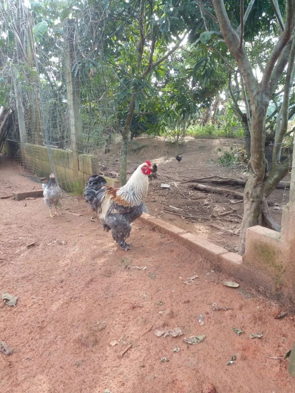 Galo
