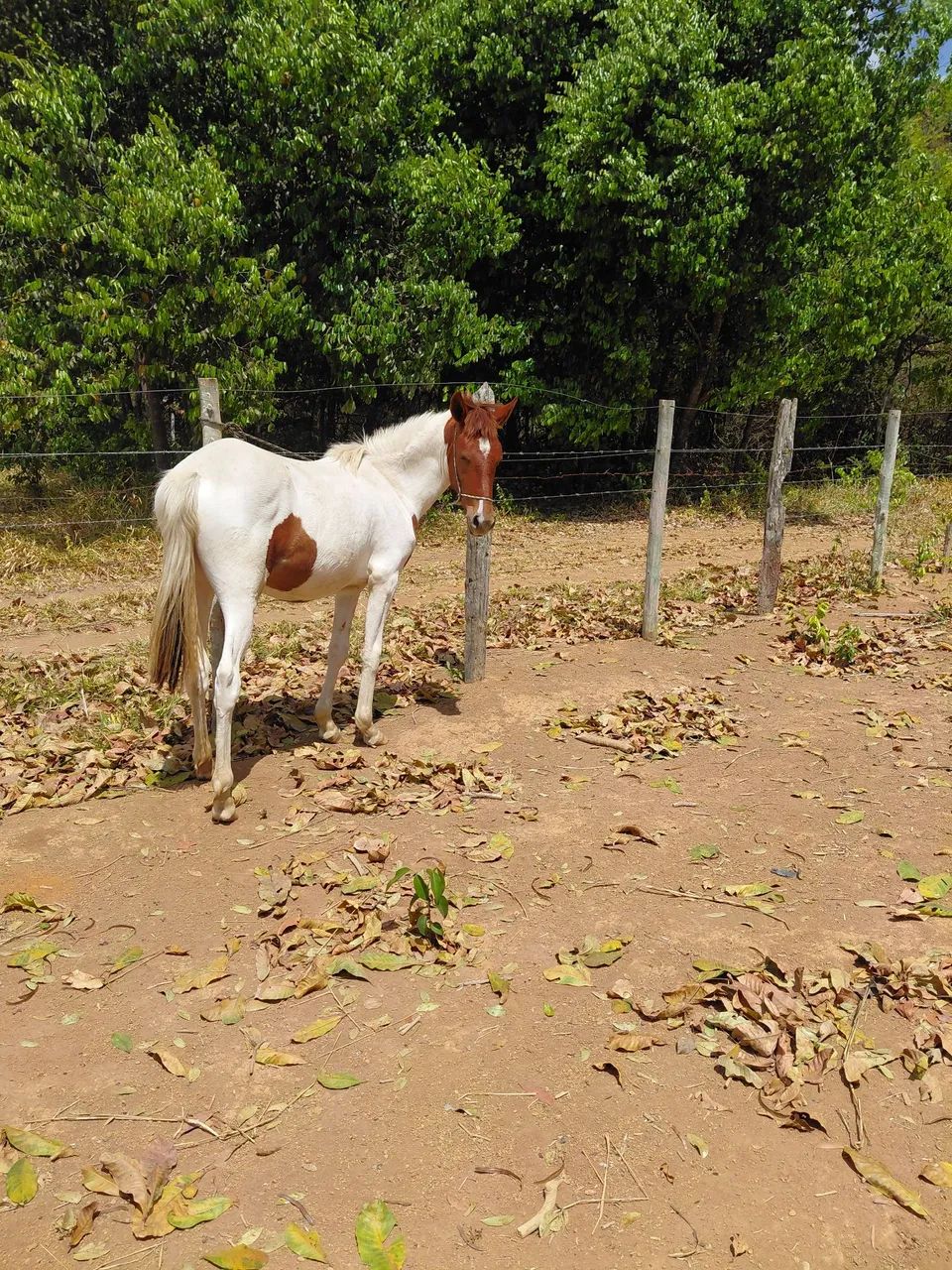 Potra manga larga marchador  - Foto 5