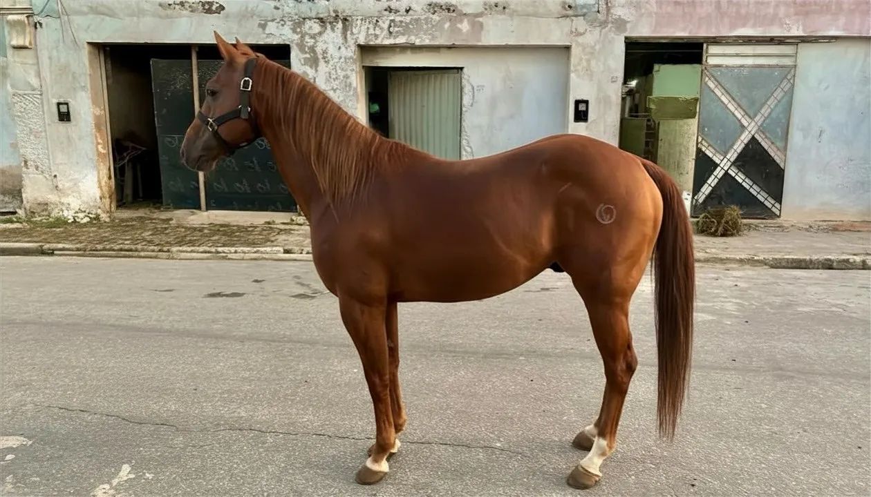 ?ANIMAL DE ESQUERDA A VENDA? - Foto 4