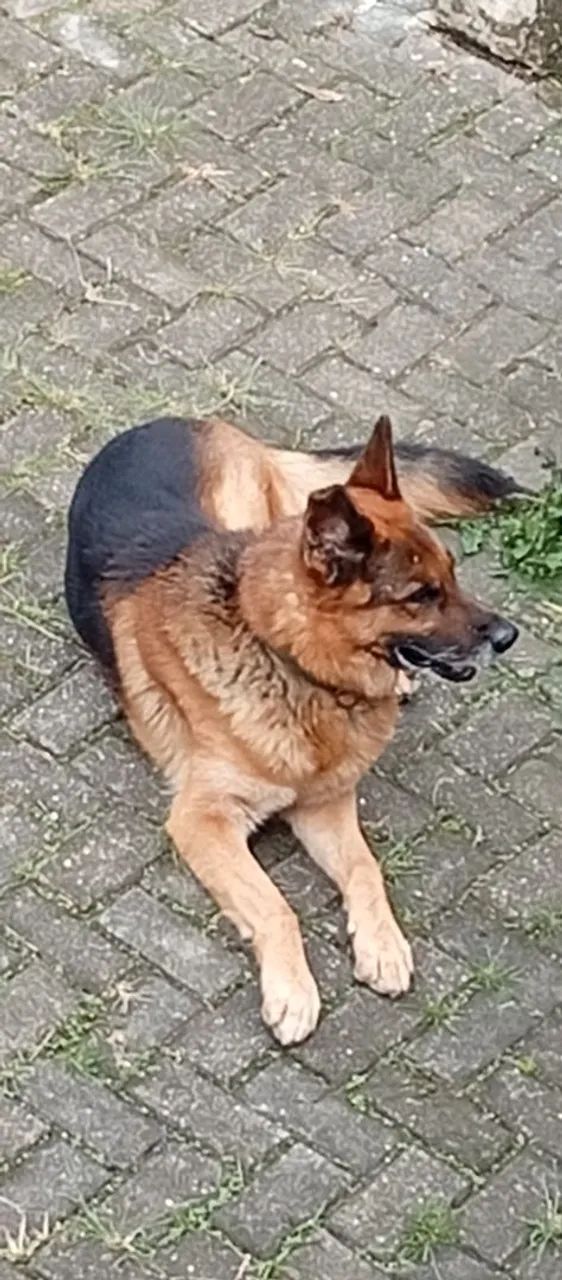 DOAÇÃO DE CACHORRO  - Foto 2