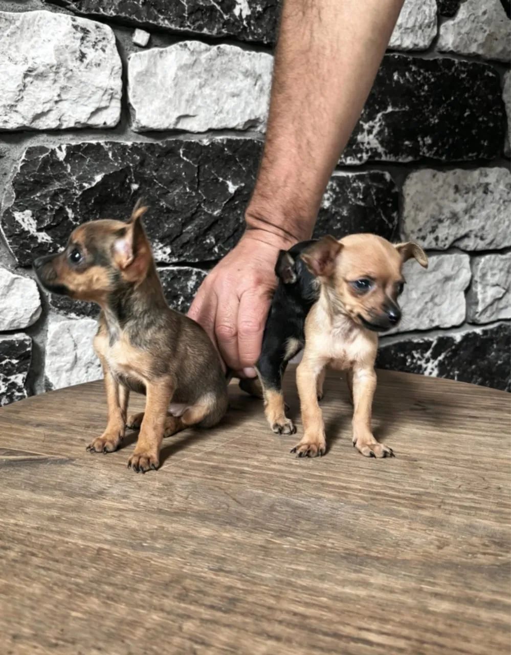 Pinscher 