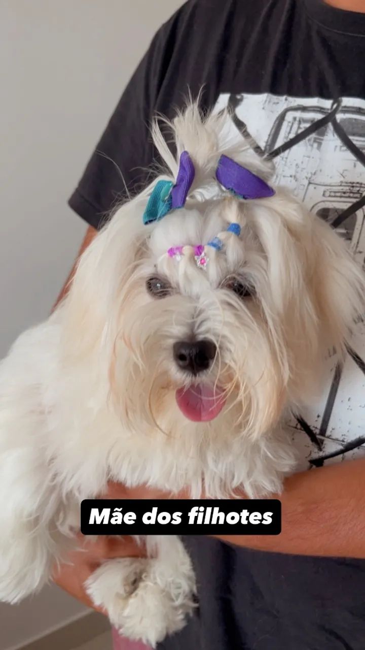 Filhotes de maltês - Foto 4