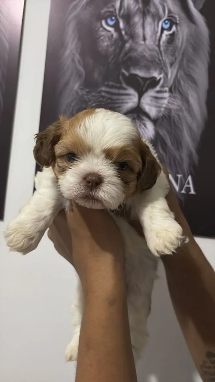 Shih-tzu - Foto 3