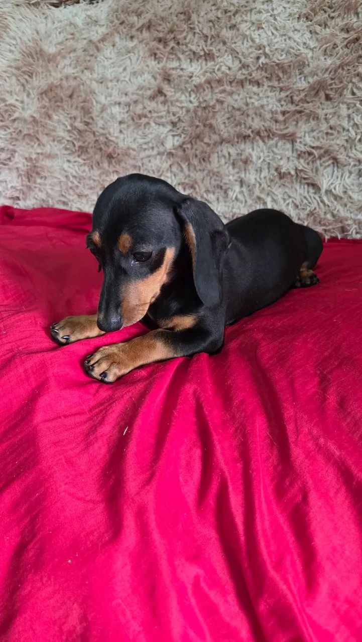 Fêmea Dachshund  - Foto 4