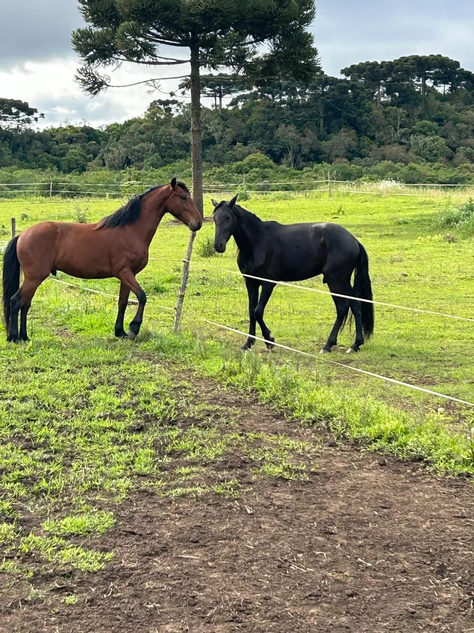 Cavalo - Foto 3