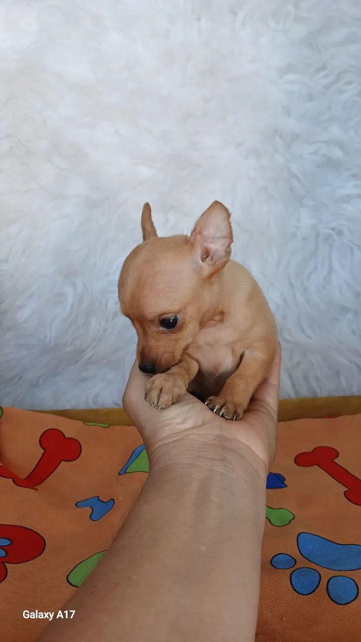 Pinscher bem .miudos - Foto 3