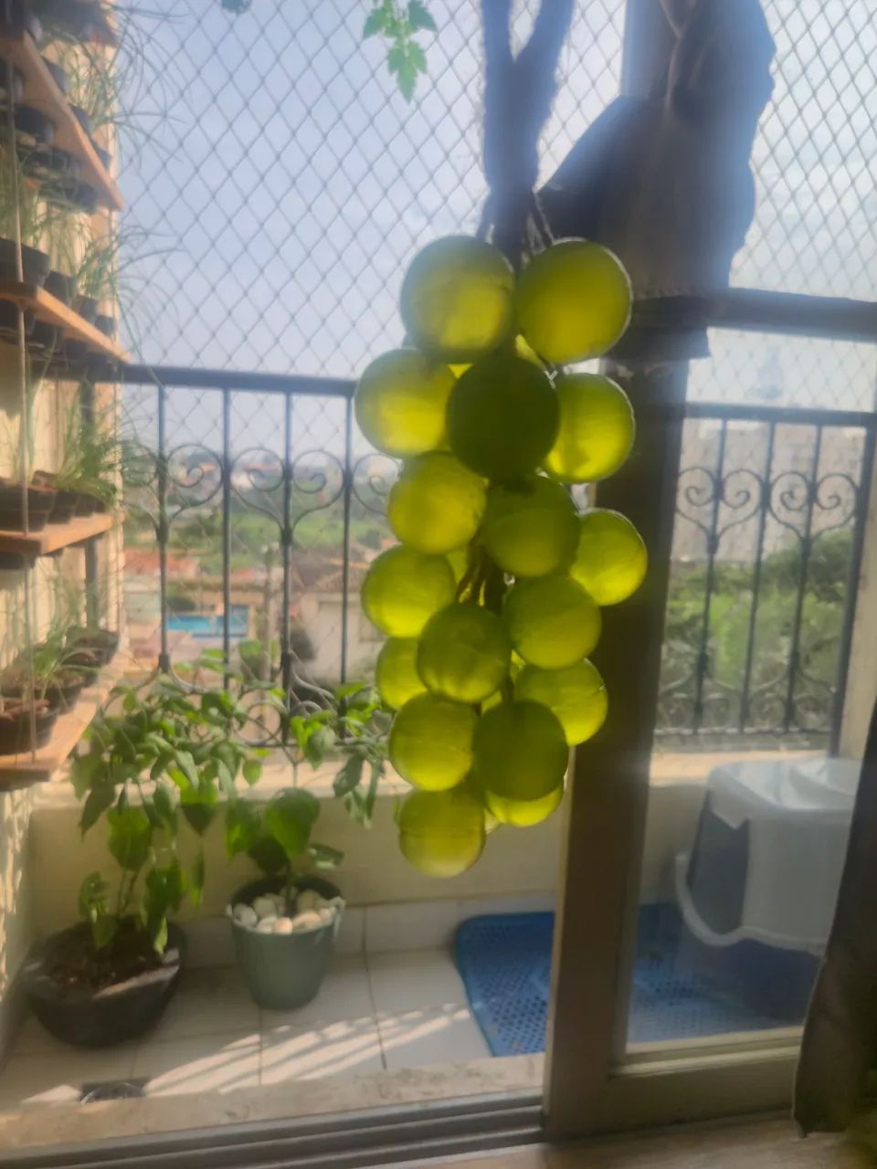 CACHOS DE UVA PERFUMADOS ? - Foto 3