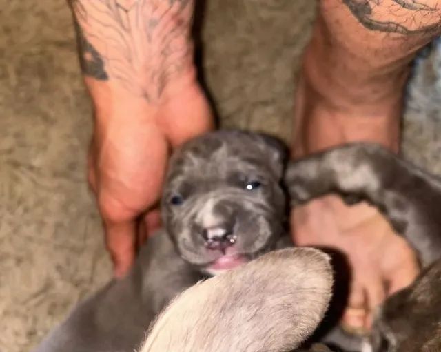 estou doando filhotes e pitbull - Foto 4