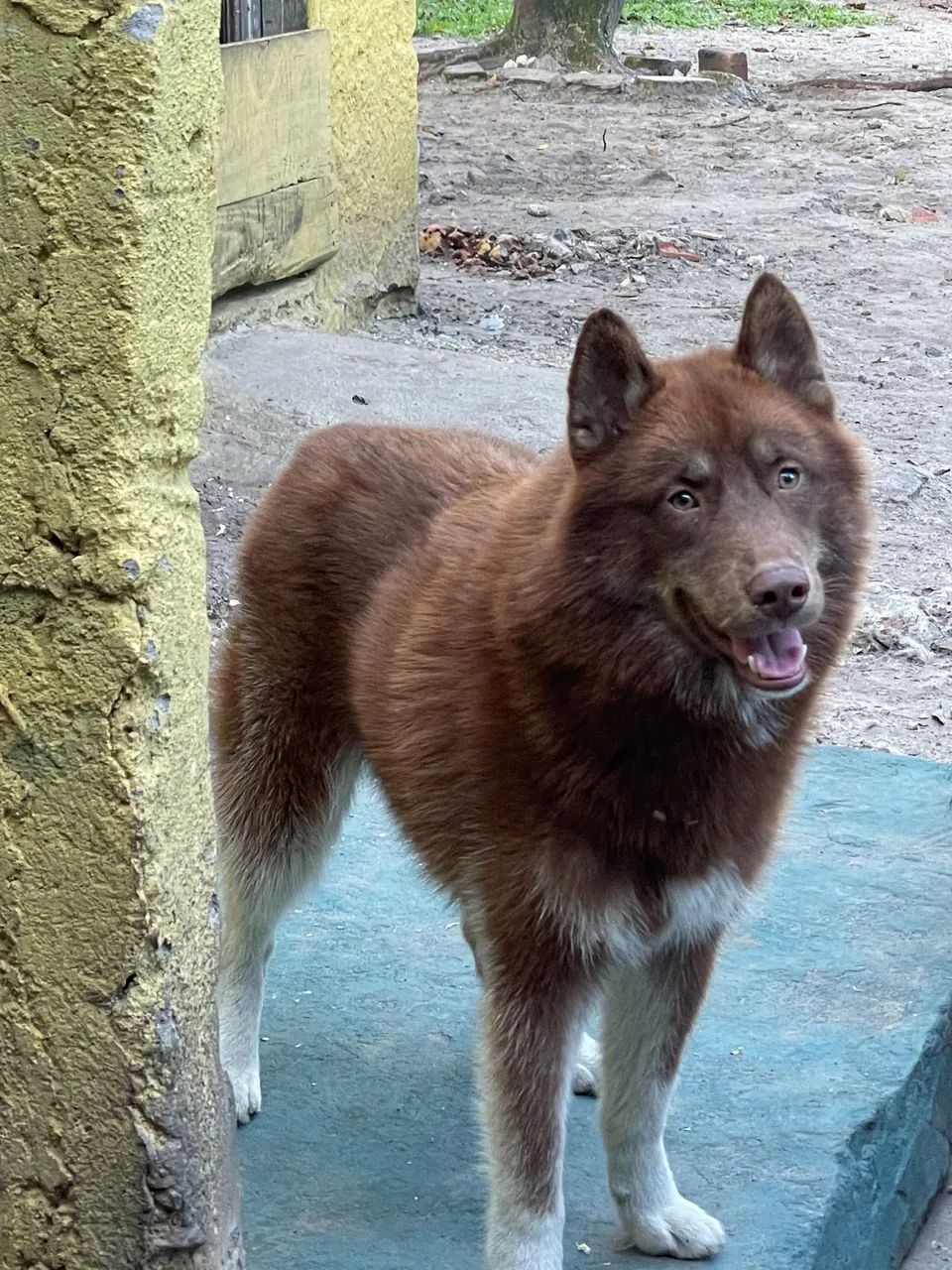 Doção de cão  - Foto 4