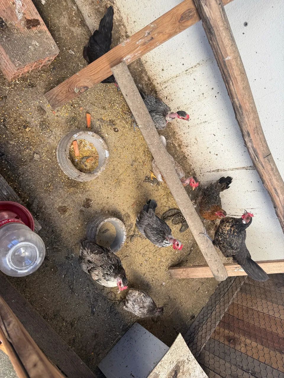 Garnisés fêmea todas botando - Foto 2