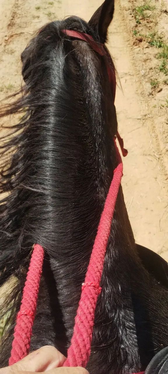 cavalo marcha picada,3 anos e meio castrado porte médio pra grande , castanho mascarado ok - Foto 2