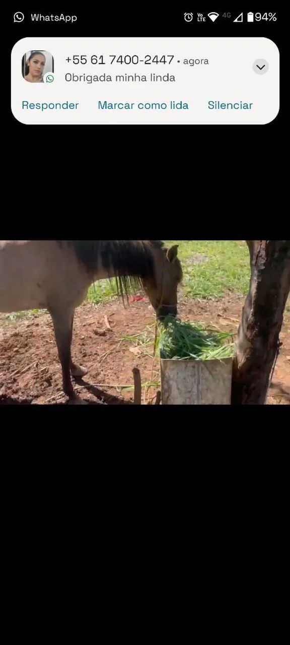 Vendo égua com potra 