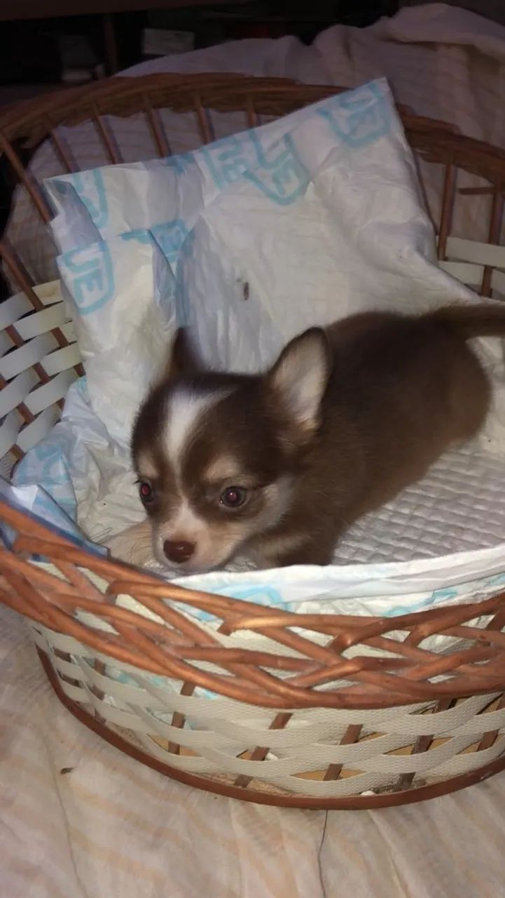 Chihuahua macho macho chocolate com branco micro - Foto 2