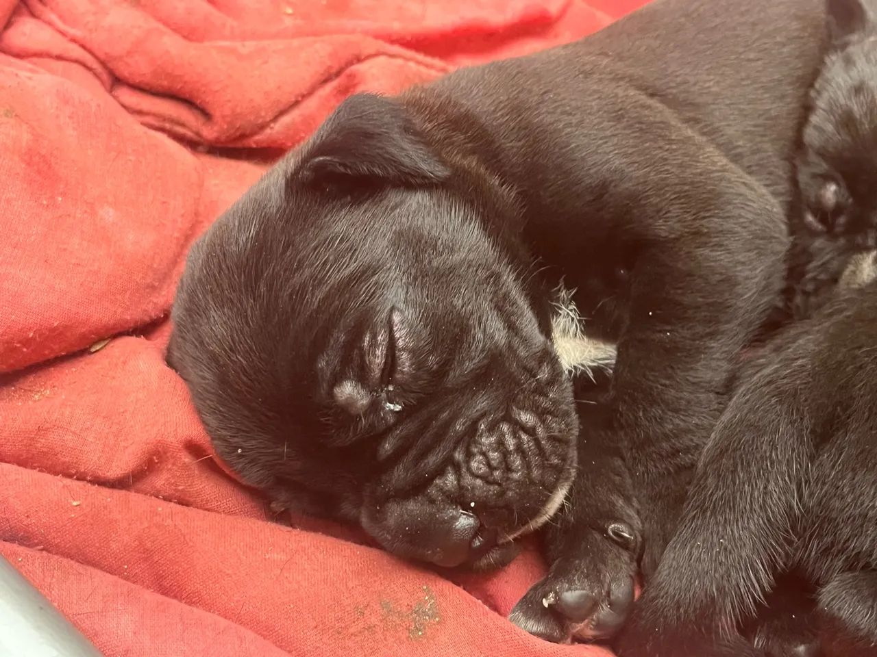 Filhote de Cane Corso  - Foto 4